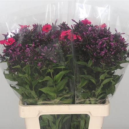 Phlox Amy