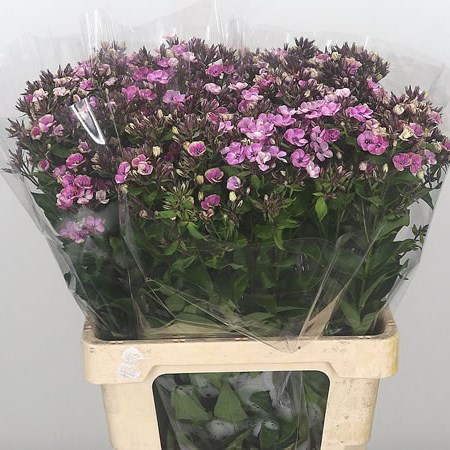 Phlox Aureole