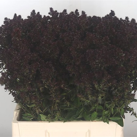 Phlox Blind Lion