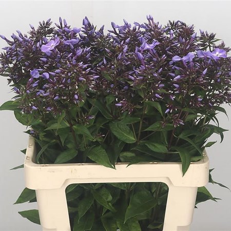 Phlox Blue Boy