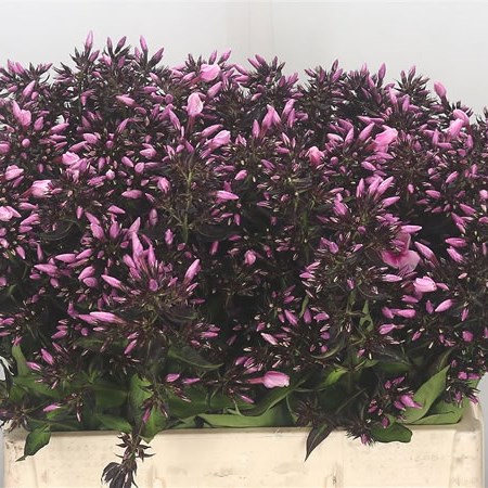 Phlox Bright Eyes