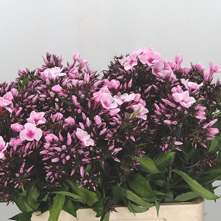 Phlox Bright Eyes