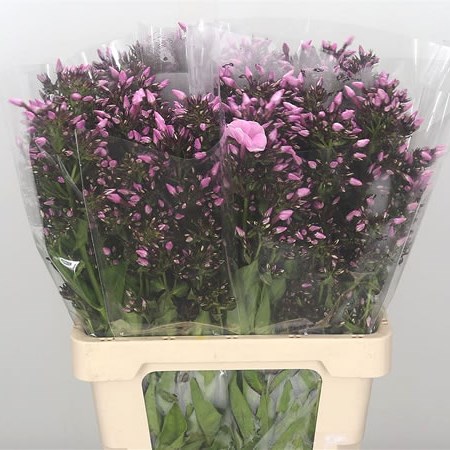 Phlox Bright Eyes