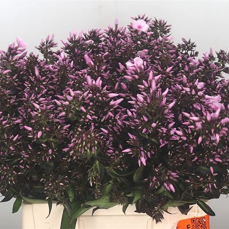 Phlox Bright Eyes (Extra)