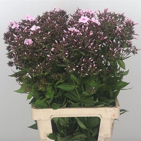 Phlox Bright Eyes Pink