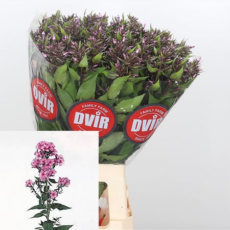 Phlox Bright Missy
