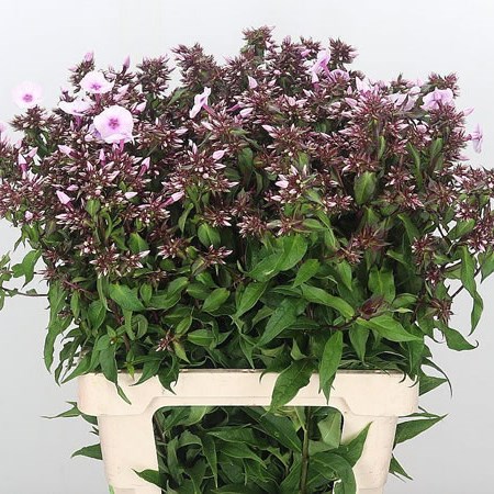 Phlox Brilliant Eyes