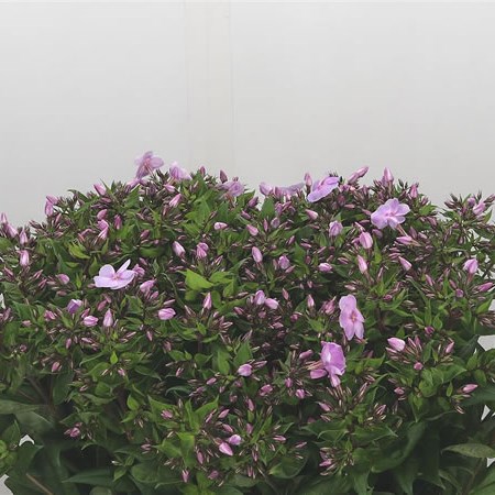 Phlox Butterfly