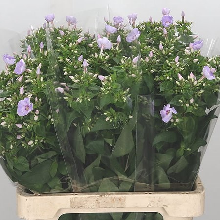 Phlox Butterfly
