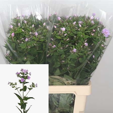 Phlox Butterfly