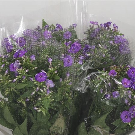 Phlox Crissy