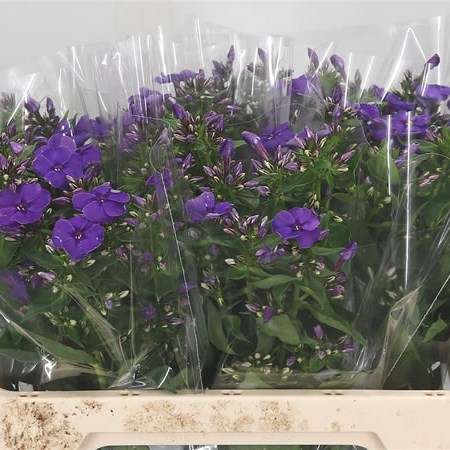 Phlox Crissy