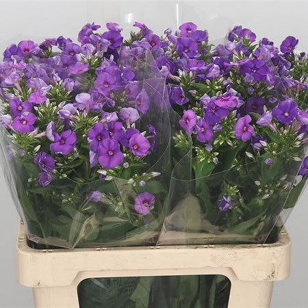 Phlox Crissy
