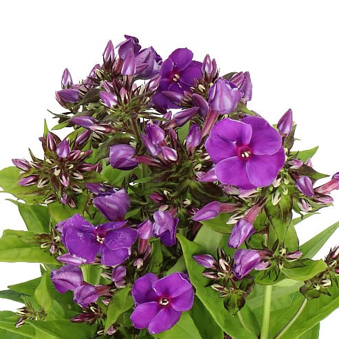 Phlox Crissy