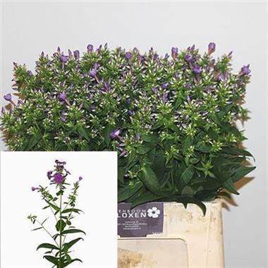 Phlox Crissy