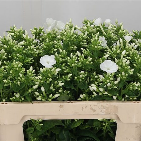 Phlox Danielle