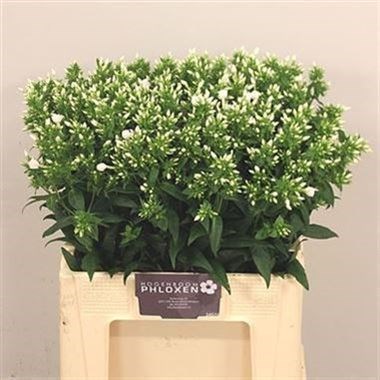 Phlox Danielle
