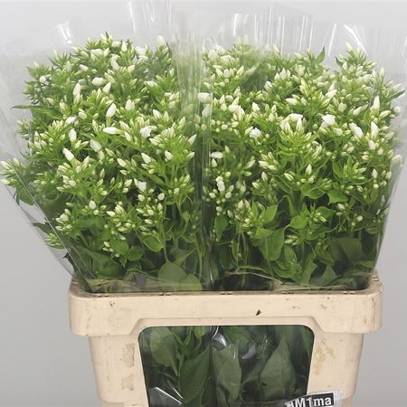 Phlox Danielle