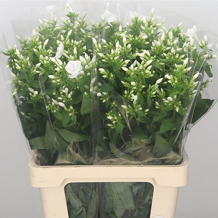 Phlox Danielle