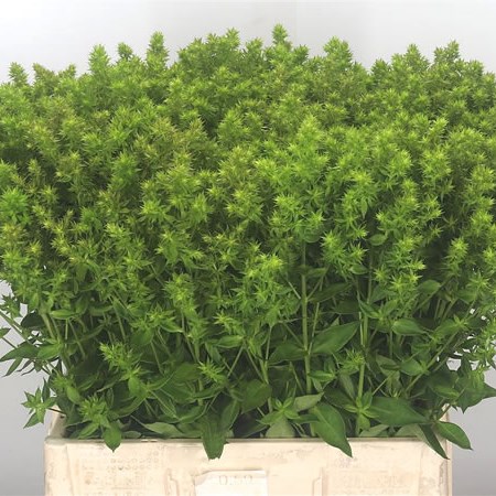 Phlox De Hulk