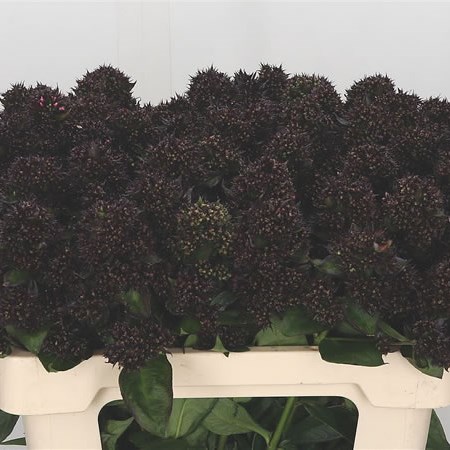 Phlox Diamonds Black
