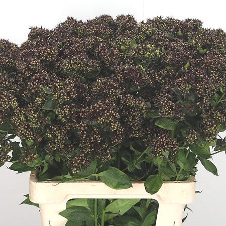 Phlox Diamonds Black