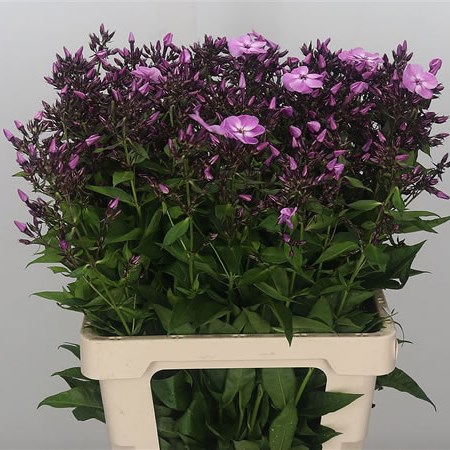 Phlox Diamonds Hot Pink