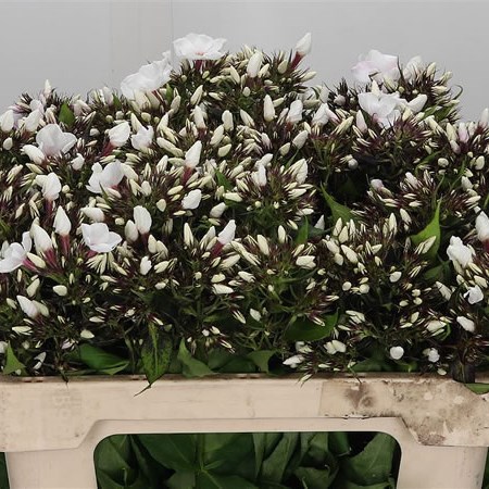 Phlox Diamonds Light Eyes