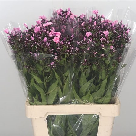 Phlox Dynasty