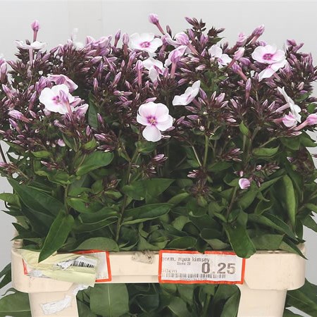 Phlox Europa