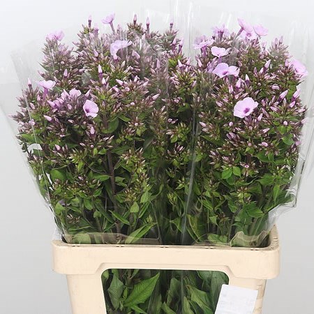 Phlox Galaxy