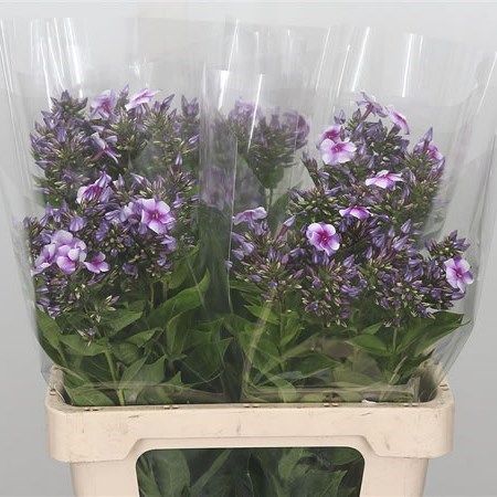 Phlox Isabella