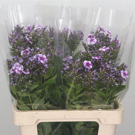 Phlox Isabella