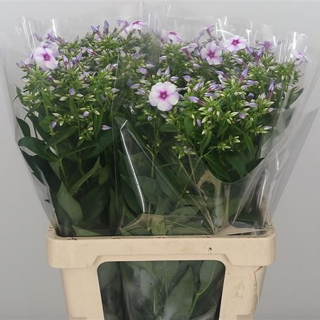 Phlox Isabella