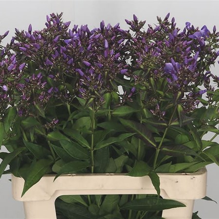 Phlox Laura