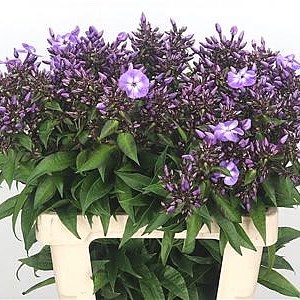 Phlox Laura