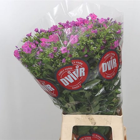 Phlox Mika