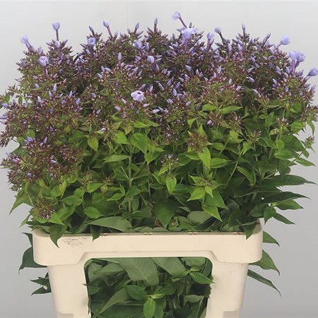 Phlox Miss Lolita