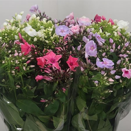 Phlox Mix (Cols May Vary)