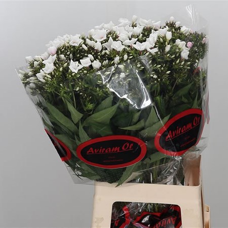 Phlox Mont Blanc