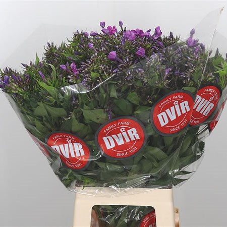 Phlox Naama