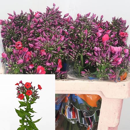 Phlox Orange Perfection