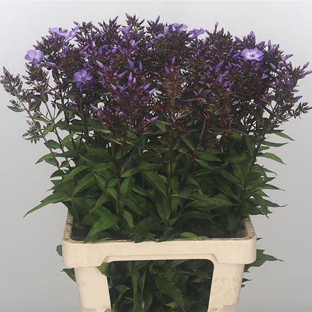 Phlox Pixie Miracle