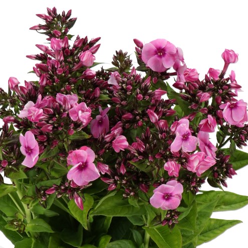 Phlox Rebel Lady