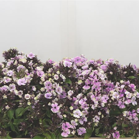 Phlox Sherbet Cocktail