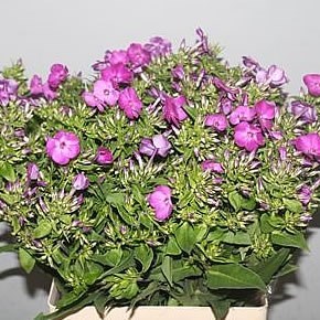 Phlox Sky Eyes