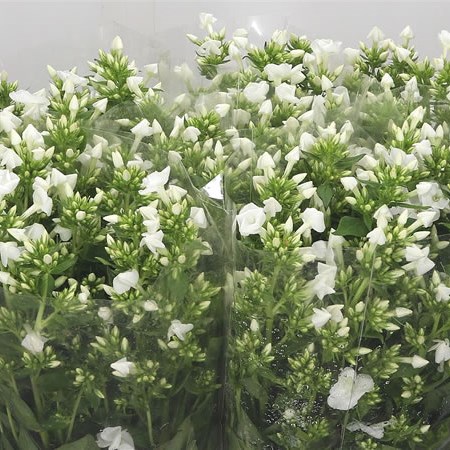 Phlox Snowy