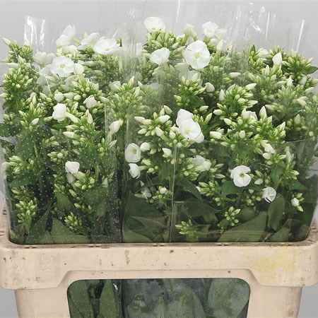 Phlox Snowy