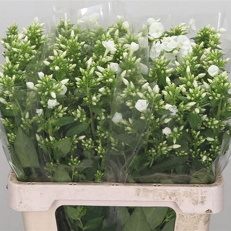Phlox Snowy