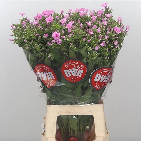 Phlox Spring Missy